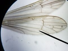 Gonomyia sulphurella by (c) Arturo Santos, some rights reserved (CC BY), uploaded by Arturo Santos. Used under a CC-BY license.
