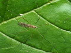 Pseudolimnophila by (c) Katja Schulz, some rights reserved (CC BY), uploaded by Katja Schulz. Used under a CC-BY license.