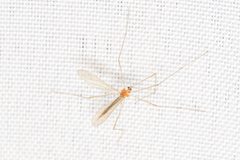 Pseudolimnophila by (c) Cole Wolf, some rights reserved (CC BY), uploaded by Cole Wolf. Used under a CC-BY license.
