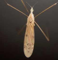 Pseudolimnophila luteipennis by (c) Randy A Nonenmacher, some rights reserved (CC BY), uploaded by Randy A Nonenmacher. Used under a CC-BY license.