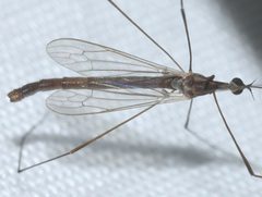 Toxorhina magna by (c) Rich Sommer, some rights reserved (CC BY), uploaded by Rich Sommer. Used under a CC-BY license.