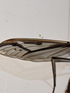 Pedicia procteriana by (c) Joeb, some rights reserved (CC BY), uploaded by Joeb. Used under a CC-BY license.
