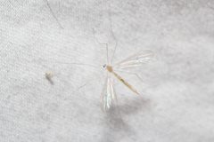 Dicranota flaveola by (c) Quinten Wiegersma, some rights reserved (CC BY), uploaded by Quinten Wiegersma. Used under a CC-BY license.