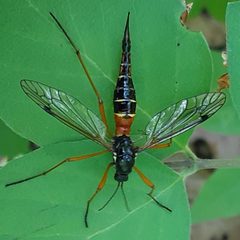 Tanyptera dorsalis by (c) Larry Jensen, some rights reserved (CC BY), uploaded by Larry Jensen. Used under a CC-BY license.
