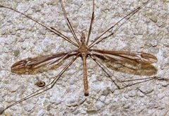 Tipula caloptera by (c) Nick Block, some rights reserved (CC BY), uploaded by Nick Block. Used under a CC-BY license.