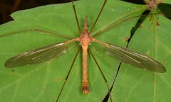 Tipula colei by (c) skitterbug, some rights reserved (CC BY), uploaded by skitterbug. Used under a CC-BY license.