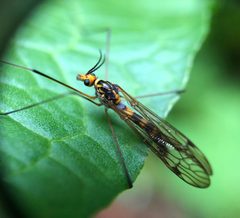 Tipula collaris by (c) Scott Morris, some rights reserved (CC BY), uploaded by Scott Morris. Used under a CC-BY license.