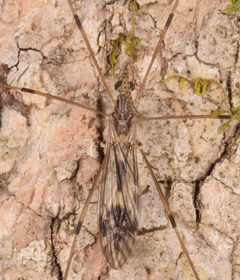 Tipula hermannia by (c) skitterbug, some rights reserved (CC BY), uploaded by skitterbug. Used under a CC-BY license.