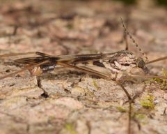 Tipula hermannia by (c) skitterbug, some rights reserved (CC BY), uploaded by skitterbug. Used under a CC-BY license.
