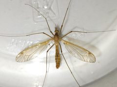 Tipula megaura by (c) Arturo Santos, some rights reserved (CC BY), uploaded by Arturo Santos. Used under a CC-BY license.
