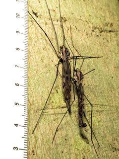Tipula metacomet by (c) Katja Schulz, some rights reserved (CC BY). Used under a CC-BY license.