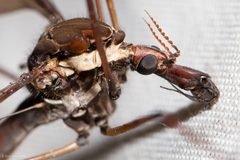 Tipulinae by (c) Ken-ichi Ueda, some rights reserved (CC BY), uploaded by Ken-ichi Ueda. Used under a CC-BY license.