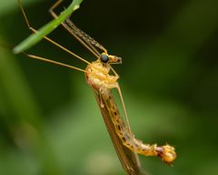 Nephrotoma eucera by (c) Zachary Dankowicz, some rights reserved (CC BY), uploaded by Zachary Dankowicz. Used under a CC-BY license.
