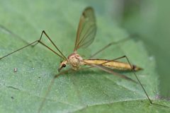 Nephrotoma eucera by (c) Bill Keim, some rights reserved (CC BY). Used under a CC-BY license.