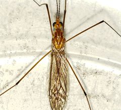 Nephrotoma suturalis by (c) Arturo Santos, some rights reserved (CC BY), uploaded by Arturo Santos. Used under a CC-BY license.