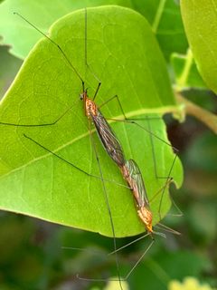 Nephrotoma suturalis by (c) Sandra H Statner, some rights reserved (CC BY), uploaded by Sandra H Statner. Used under a CC-BY license.