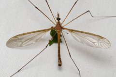 Tipula jacobus by (c) Nick Block, some rights reserved (CC BY), uploaded by Nick Block. Used under a CC-BY license.