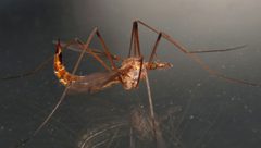 Tipula jacobus by (c) Nick Block, some rights reserved (CC BY), uploaded by Nick Block. Used under a CC-BY license.