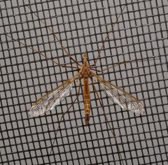 Tipula jacobus by (c) Nick Block, some rights reserved (CC BY), uploaded by Nick Block. Used under a CC-BY license.