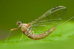 Baetidae by (c) Rupert Lees, some rights reserved (CC BY), uploaded by Rupert Lees. Used under a CC-BY license.