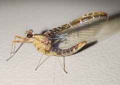 Baetidae by (c) andrey_p, some rights reserved (CC BY), uploaded by andrey_p. Used under a CC-BY license.