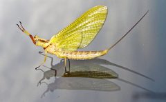 Hexagenia limbata by (c) James St. John, some rights reserved (CC BY). Used under a CC-BY license.