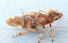 Aphrophora irrorata by (c) jimeckert49, some rights reserved (CC BY). Used under a CC-BY license.