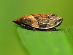 Lepyronia by (c) Katja Schulz, some rights reserved (CC BY). Used under a CC-BY license.