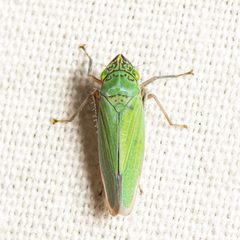 Draeculacephala inscripta by (c) Justin Williams, some rights reserved (CC BY), uploaded by Justin Williams. Used under a CC-BY license.