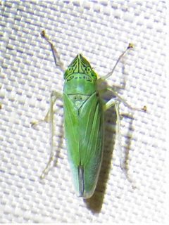 Draeculacephala inscripta by (c) Annika Lindqvist, some rights reserved (CC BY), uploaded by Annika Lindqvist. Used under a CC-BY license.