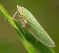 Draeculacephala mollipes by no rights reserved, uploaded by Jesse Rorabaugh. Used under a CC0 license.