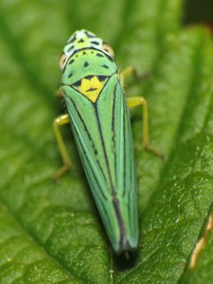 Graphocephala atropunctata by (c) Katja Schulz, some rights reserved (CC BY). Used under a CC-BY license.
