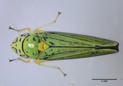 Graphocephala atropunctata by (c) Don Loarie, some rights reserved (CC BY). Used under a CC-BY license.