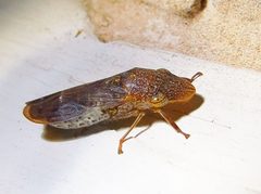 Homalodisca vitripennis by (c) Annika Lindqvist, some rights reserved (CC BY), uploaded by Annika Lindqvist. Used under a CC-BY license.