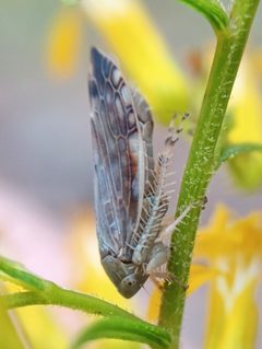 Acinopterus acuminatus by (c) Raven Dandridge, some rights reserved (CC BY), uploaded by Raven Dandridge. Used under a CC-BY license.