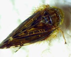 Acinopterus acuminatus by no rights reserved, uploaded by Ken Kneidel. Used under a CC0 license.