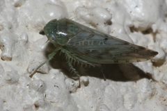 Acinopterus viridis by (c) Lon Brehmer, some rights reserved (CC BY), uploaded by Lon Brehmer. Used under a CC-BY license.