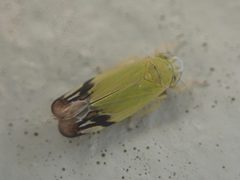 Deltanus bicolor by (c) eamonccorbett, some rights reserved (CC BY), uploaded by eamonccorbett. Used under a CC-BY license.