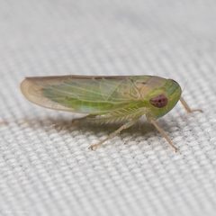 Chlorotettix scutellatus by (c) Ken-ichi Ueda, some rights reserved (CC BY), uploaded by Ken-ichi Ueda. Used under a CC-BY license.