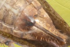 Paraphlepsius dentatus by (c) Alex Stach, some rights reserved (CC BY), uploaded by Alex Stach. Used under a CC-BY license.