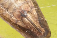 Paraphlepsius dentatus by (c) Alex Stach, some rights reserved (CC BY), uploaded by Alex Stach. Used under a CC-BY license.