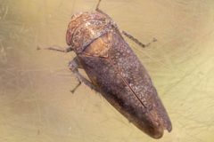 Paraphlepsius dentatus by (c) Alex Stach, some rights reserved (CC BY), uploaded by Alex Stach. Used under a CC-BY license.