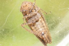 Paraphlepsius dentatus by (c) Alex Stach, some rights reserved (CC BY), uploaded by Alex Stach. Used under a CC-BY license.