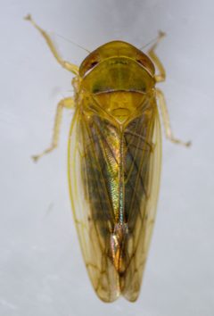 Eutettix latus by (c) Don Loarie, some rights reserved (CC BY), uploaded by Don Loarie. Used under a CC-BY license.