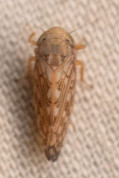 Spathanus acuminatus by (c) Trevor Van Loon, some rights reserved (CC BY), uploaded by Trevor Van Loon. Used under a CC-BY license.