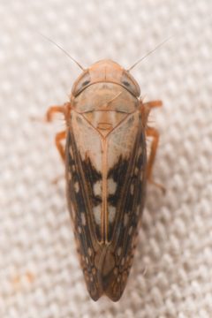 Spathanus acuminatus by (c) Trevor Van Loon, some rights reserved (CC BY), uploaded by Trevor Van Loon. Used under a CC-BY license.