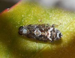 Scaphytopius speciosus by (c) Andrew Meeds, some rights reserved (CC BY), uploaded by Andrew Meeds. Used under a CC-BY license.