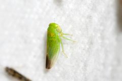 Populicerus gillettei by (c) Owen Strickland, some rights reserved (CC BY), uploaded by Owen Strickland. Used under a CC-BY license.