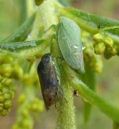 Gypona melanota by (c) christine123, some rights reserved (CC BY), uploaded by christine123. Used under a CC-BY license.