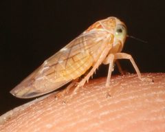 Idiocerus ramentosus by (c) Lon Brehmer, some rights reserved (CC BY), uploaded by Lon Brehmer. Used under a CC-BY license.